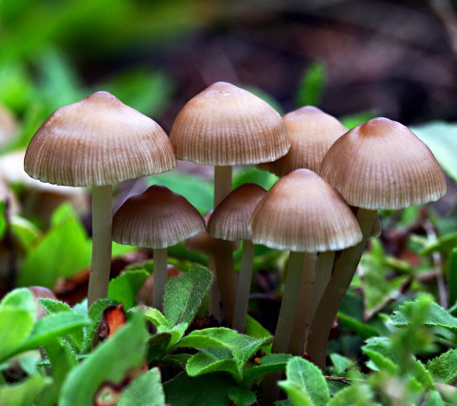 Study: Mushrooms are the safest drug, meth is the most dangerous