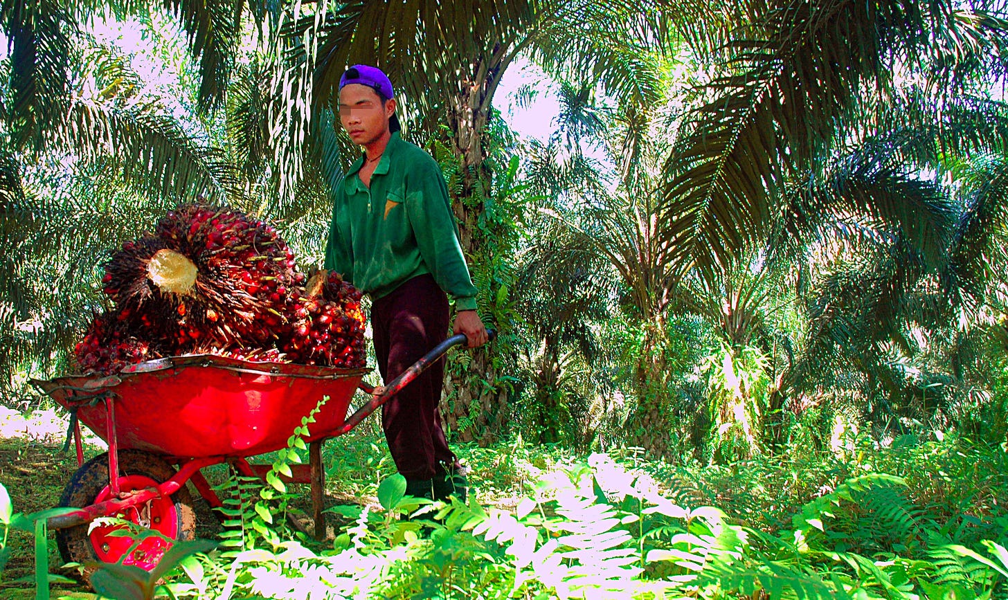 A young underage person pushes a red wheelbarrow loaded with palm nuts through a lush green forest on a bright and sunny day. The laborer is a slight person with brown skin and a green long sleeved shirt.