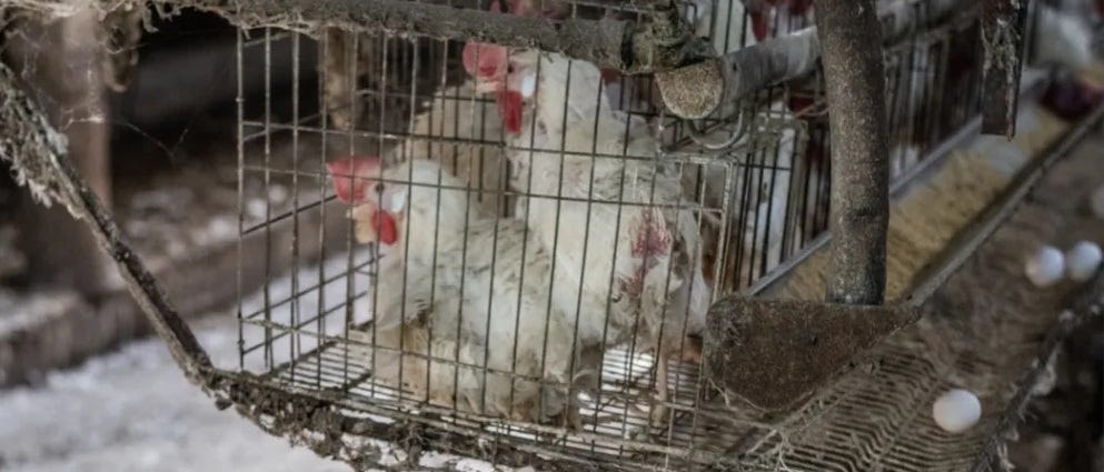 Factory-farmed chickens.