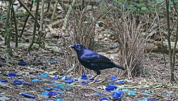 Satin Bower bird frames himself to appeal to potential mates