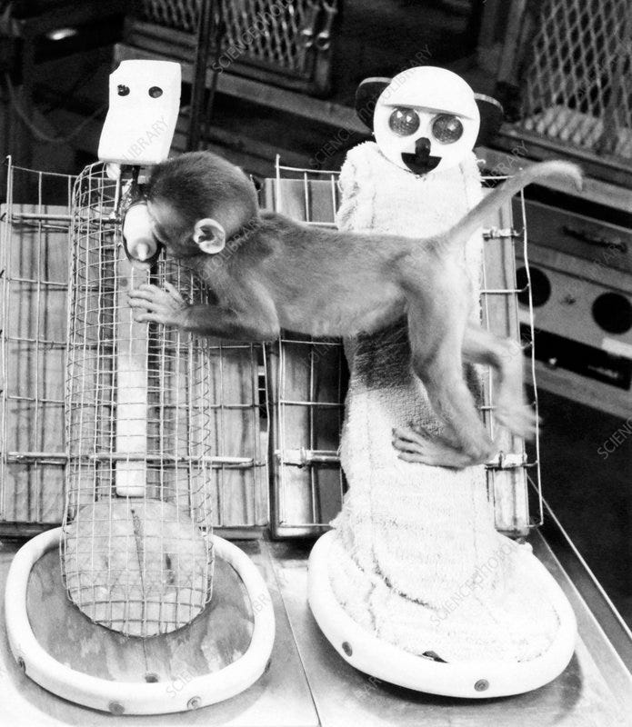 Harlow's monkey experiment - Stock Image - G352/0406 - Science Photo Library
