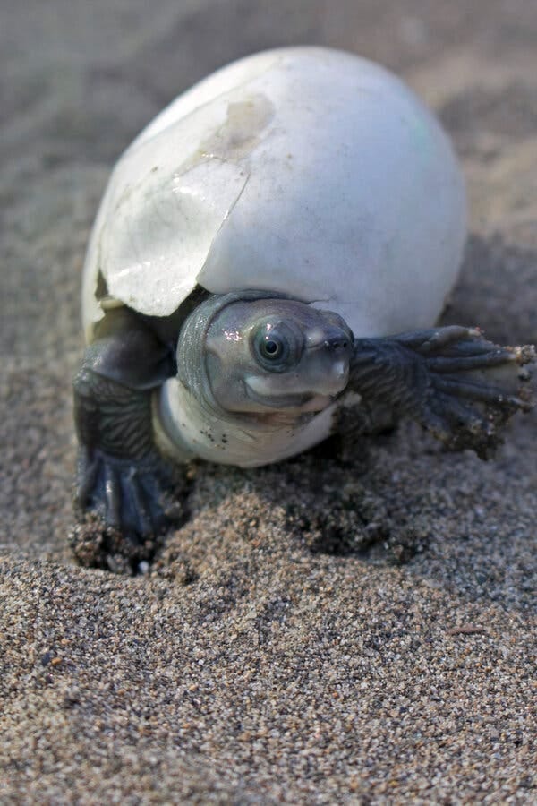 A Burmese roofed turtle hatchling. There is much scientists have yet to understand about the turtle — the first published description of the baby turtles appeared barely a month ago.