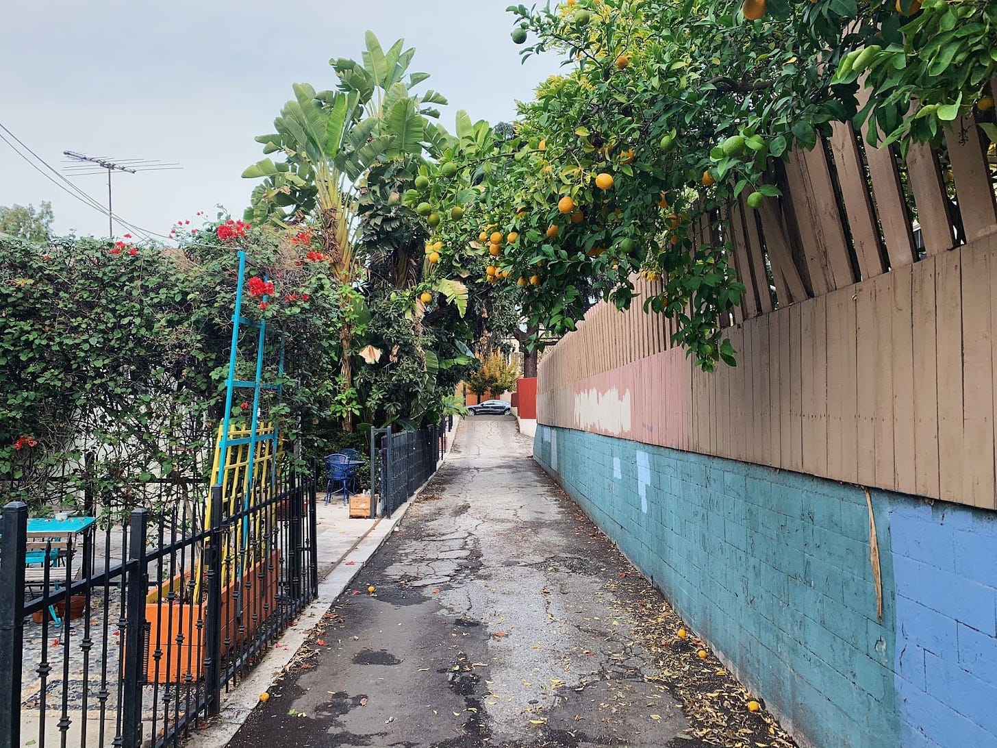 Photo of an alleyway with a blue brick building on the right, a black metal fence on the left, lots of bushes with ink flowers, oranges hanging from a tree, and banana tree leaves in the distance.