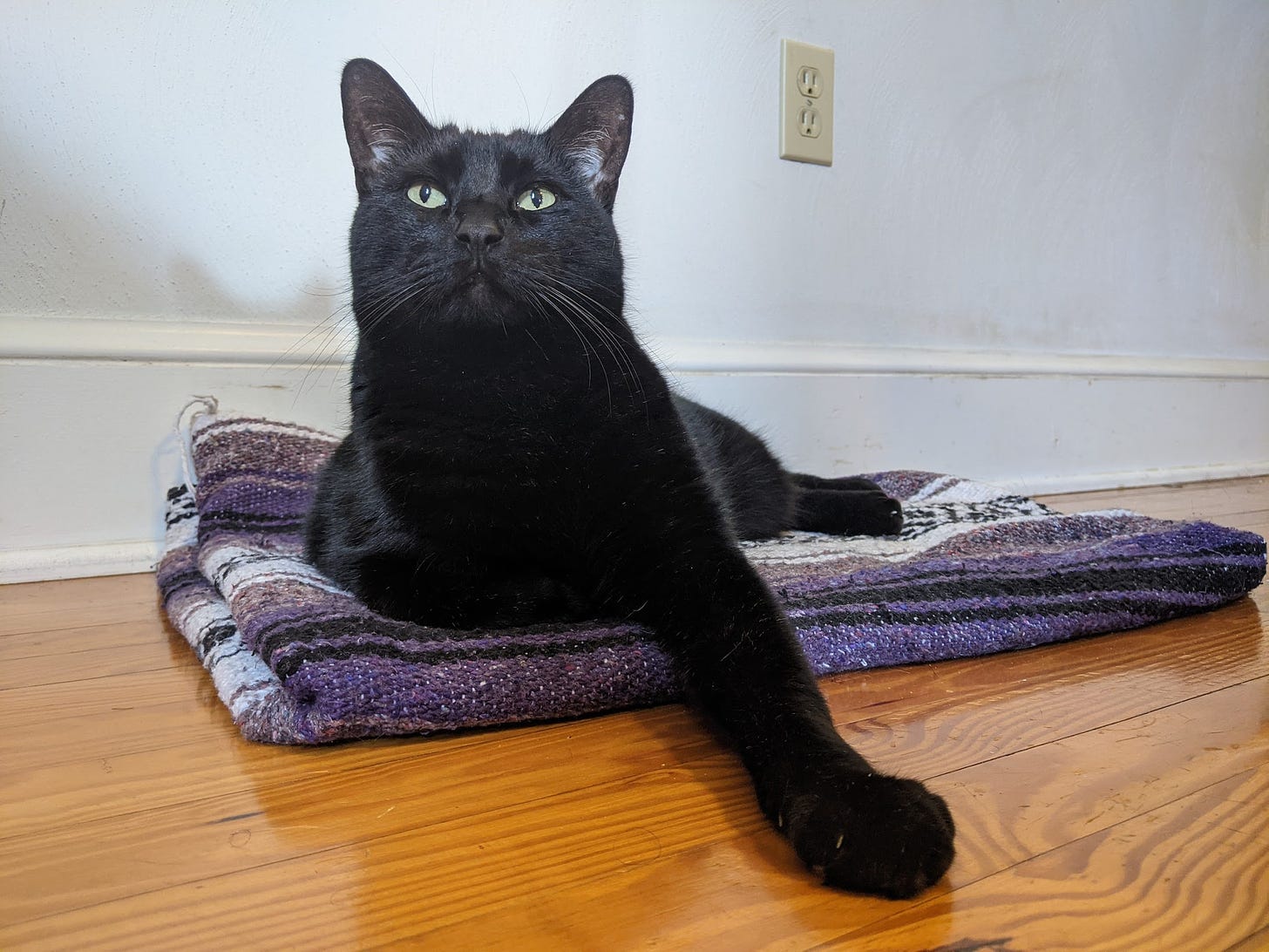 A black cat, lying on a purple, black, and white striped blanket folded on a wooden floor, reaches his left paw out and looks upward.