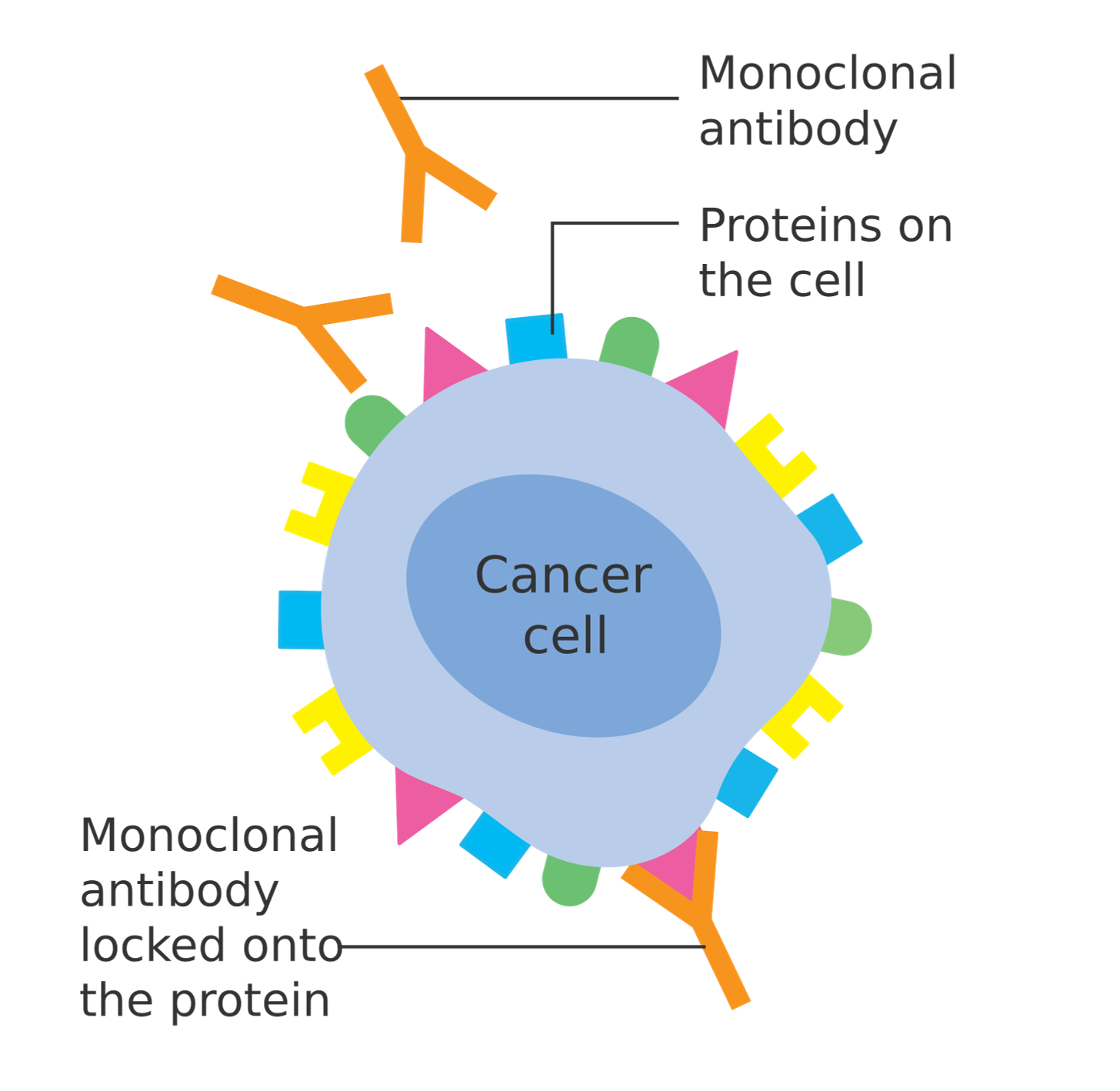 File:Diagram showing a monoclonal antibody attached to a cancer cell CRUK 070.svg