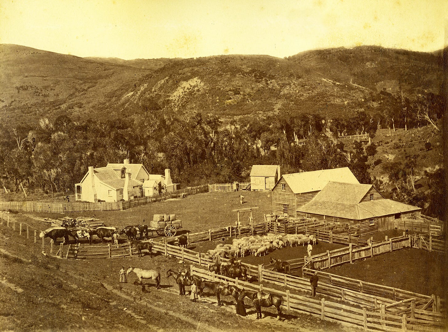 Sheep Station, Hawke's Bay, NZ