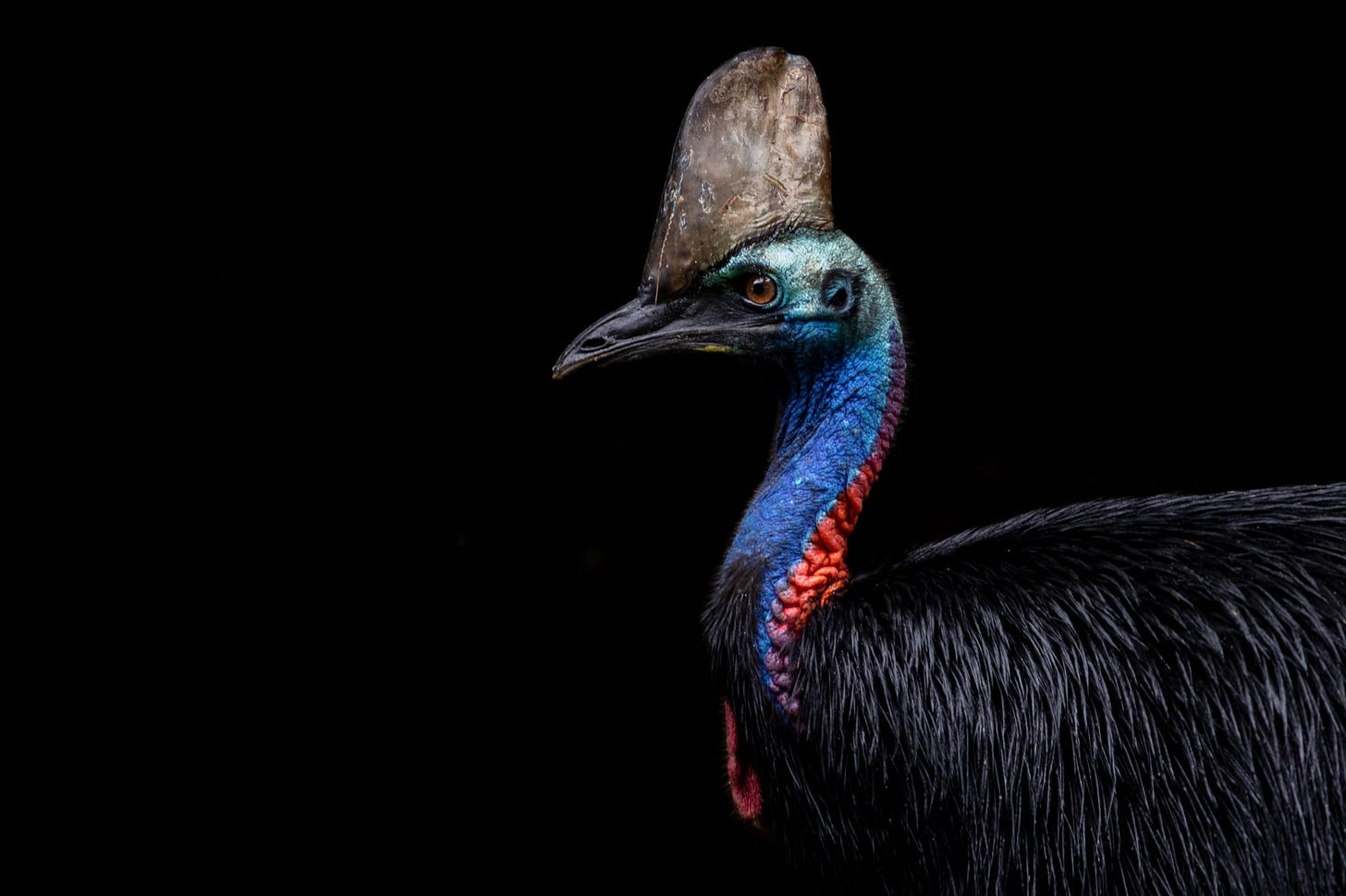 Cassowary Symbolism & Meaning (+Totem, Spirit & Omens) - World Birds