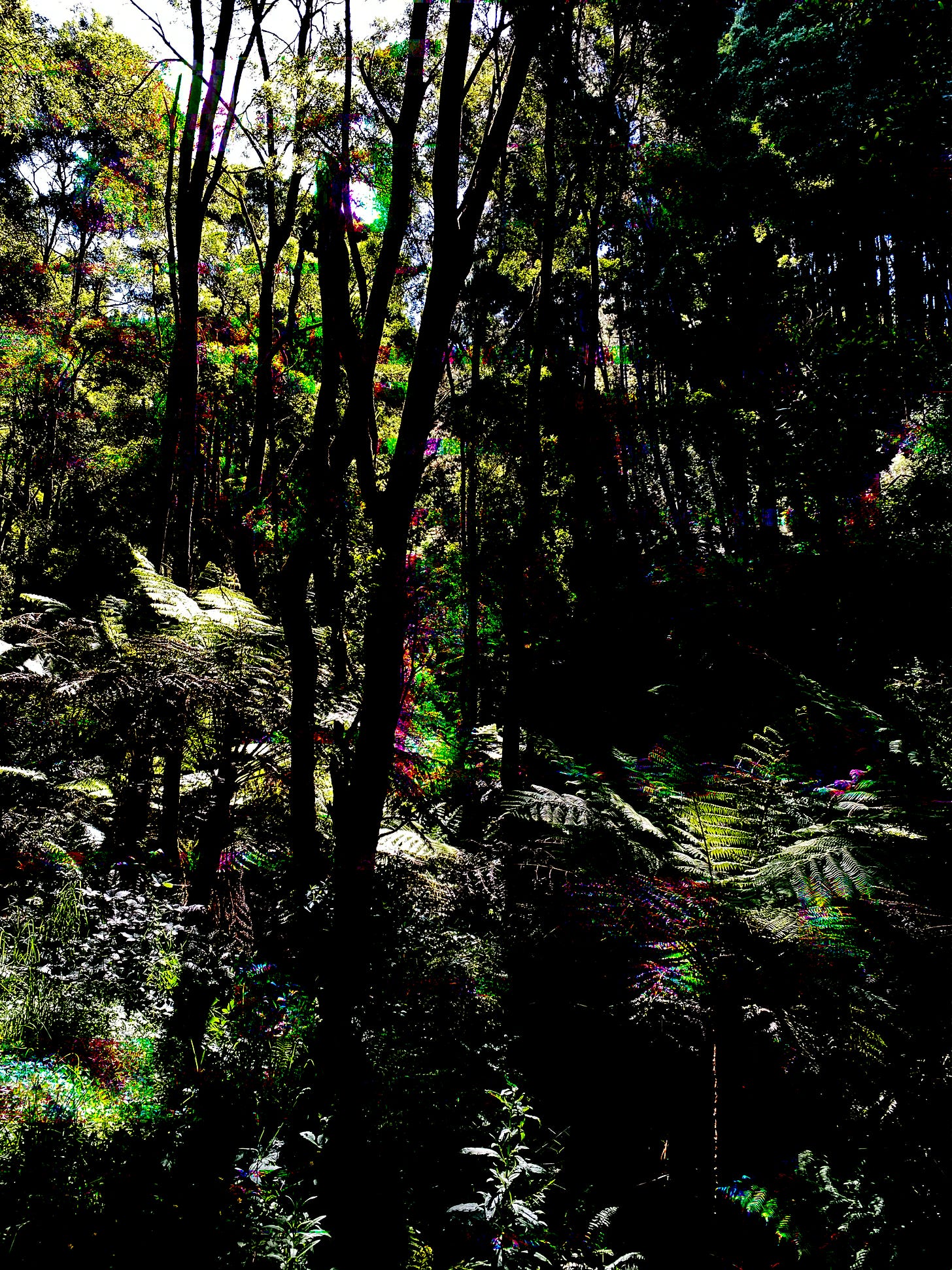 Dense bushland in the Otway Ranges, Victoria, Australia