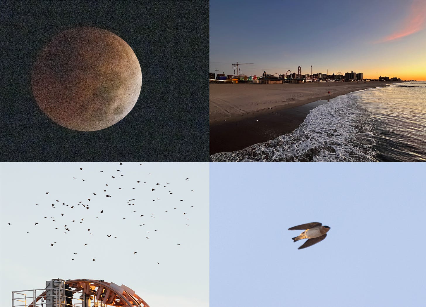 four images. the top left shows a grainy photo of a lunar eclipse, where the moon is mostly reddish-brown. the top right shows sunrise over coney island, looking northeast from the pier at the roller coasters with the beach and ocean in the foreground. bottom left shows a big flock of blackbirds flying to the left in the sky just above a roller coaster. on the bottom right is a cave swallow, a white-bellied, orange-throated swallow with long, pointed wings facing downward reaching its short, slightly-forked tail