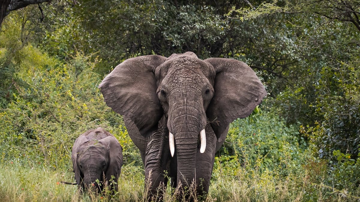 Rewilding: conservationists want to let elephants loose in Europe – here&#39;s  what could happen