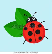 Image result for ladybug Image result for ladybug