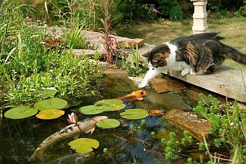 Image result for cat fishing in garden