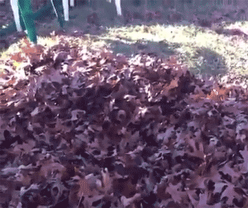 dog poking head out of leaves