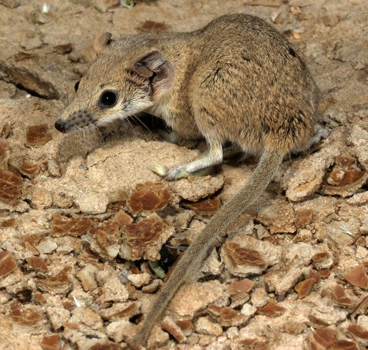 Long-tailed planigale