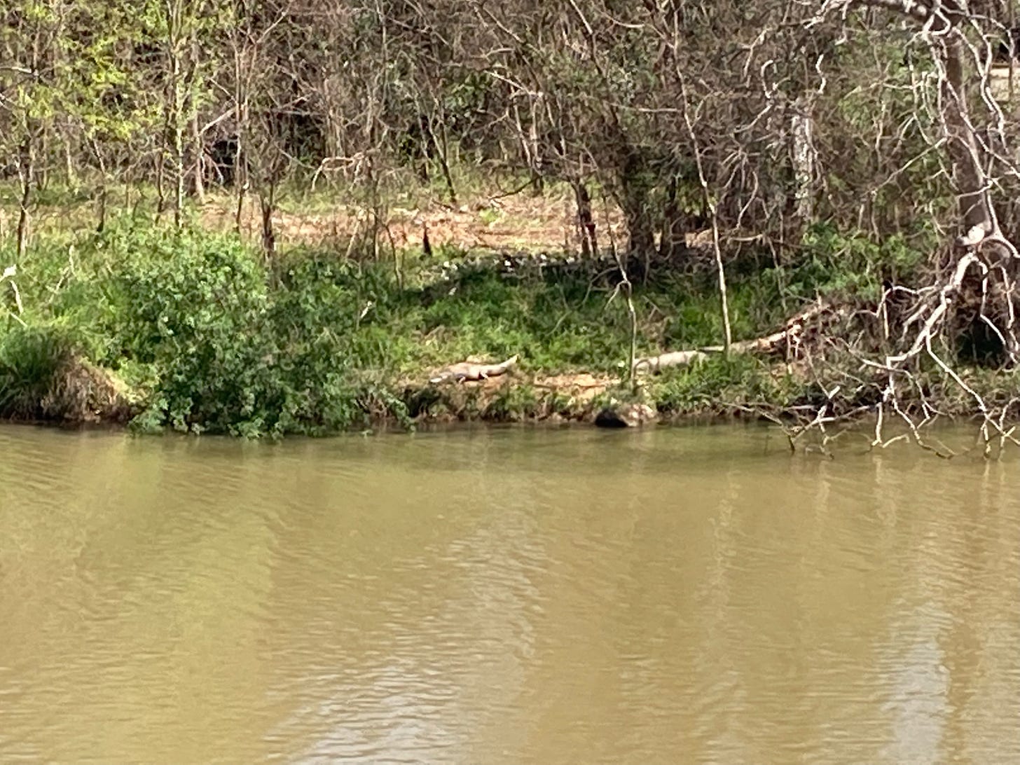 an alligator basking in the sun on the shore of the Columbia Canal