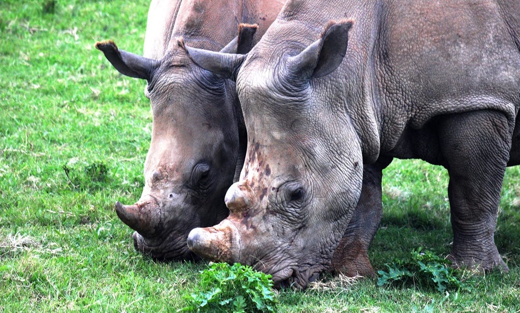 Two rhinos grazing close together 