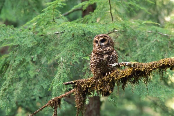 Northern spotted owls live in forests with dense, multilayered canopies that take 150 to 200 years to develop.