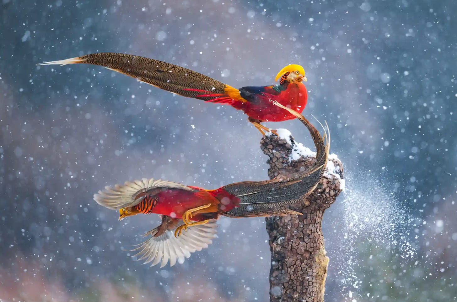 Golden Pheasants in the Lishan Nature Reserve