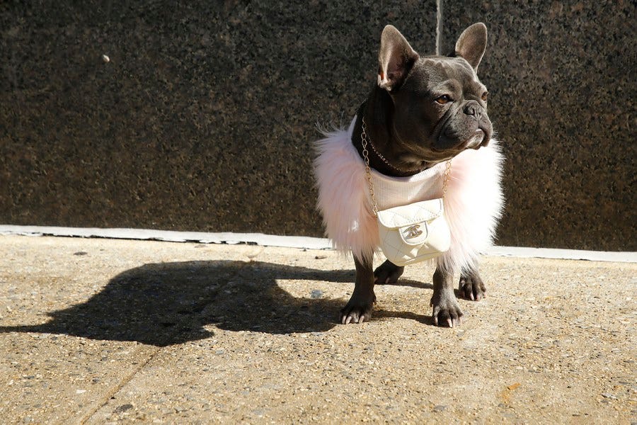 A small dog wearing a pink fur coat and a white bag around its neck stands on a sidewalk.
