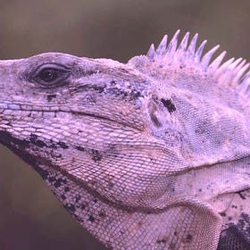 You Don’t Have a Lizard Brain – Daniel Toker You Don’t Have a Lizard Brain – Daniel Toker