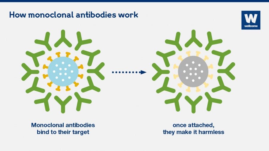 What are monoclonal antibodies, and can they treat COVID-19? - IAV