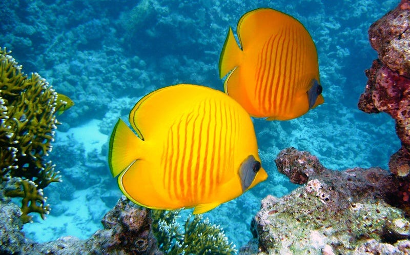 sea-water-nature-diving-underwater-tropical-955840-pxhere.com
