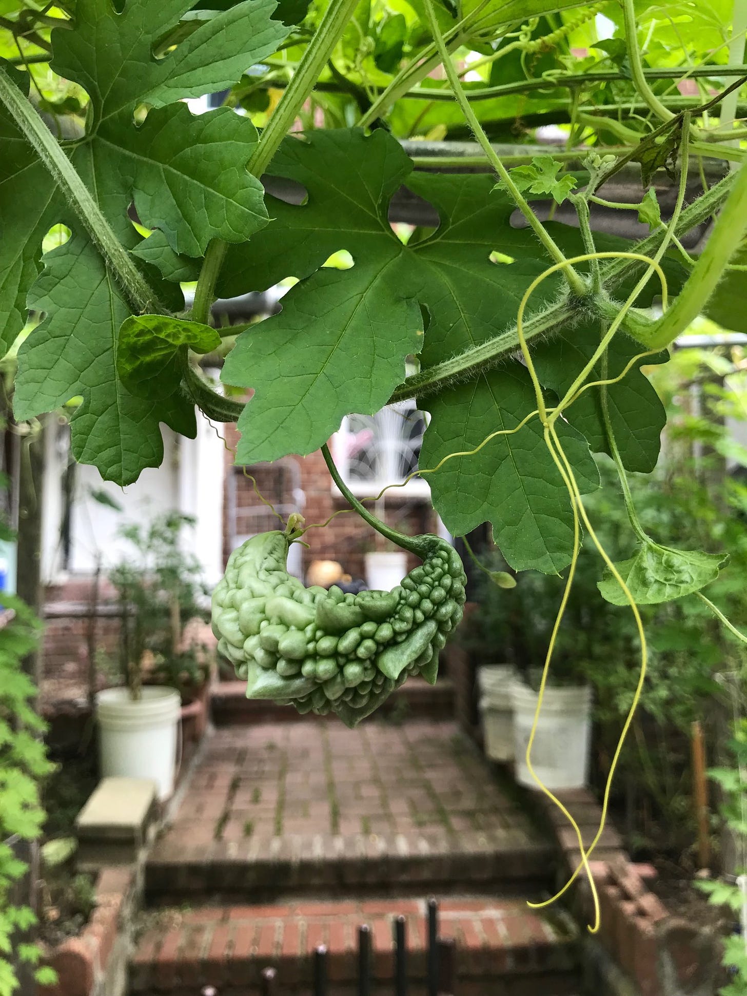 ID: Photo of a small bitter melon growing on a vine on a trellis with fig leaves, in front of a brick house.