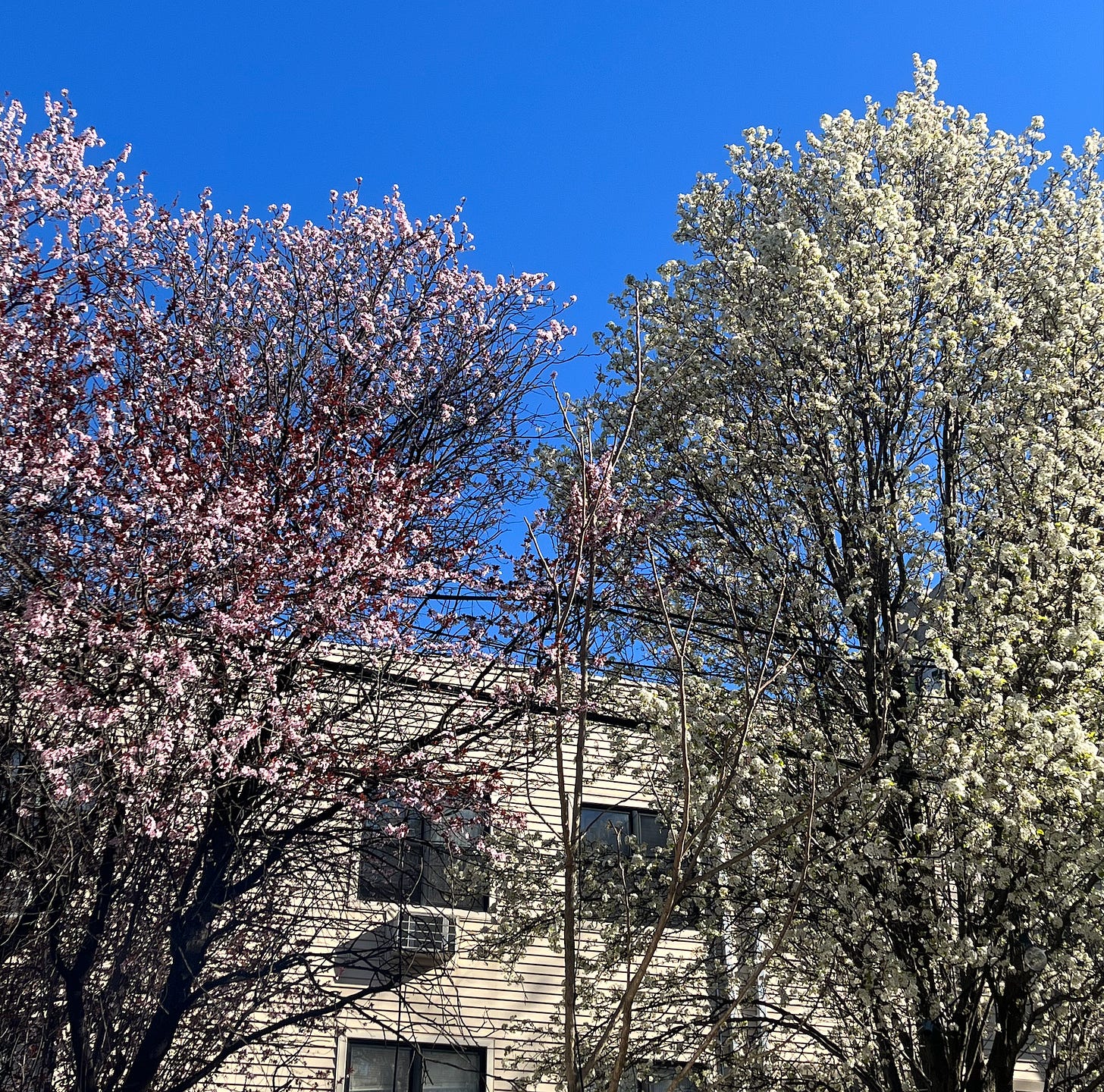 Photo of two budding trees, one light pink and one white. An apartment building with light yellow paneling in the background. Blue sky in the top half of the photo.