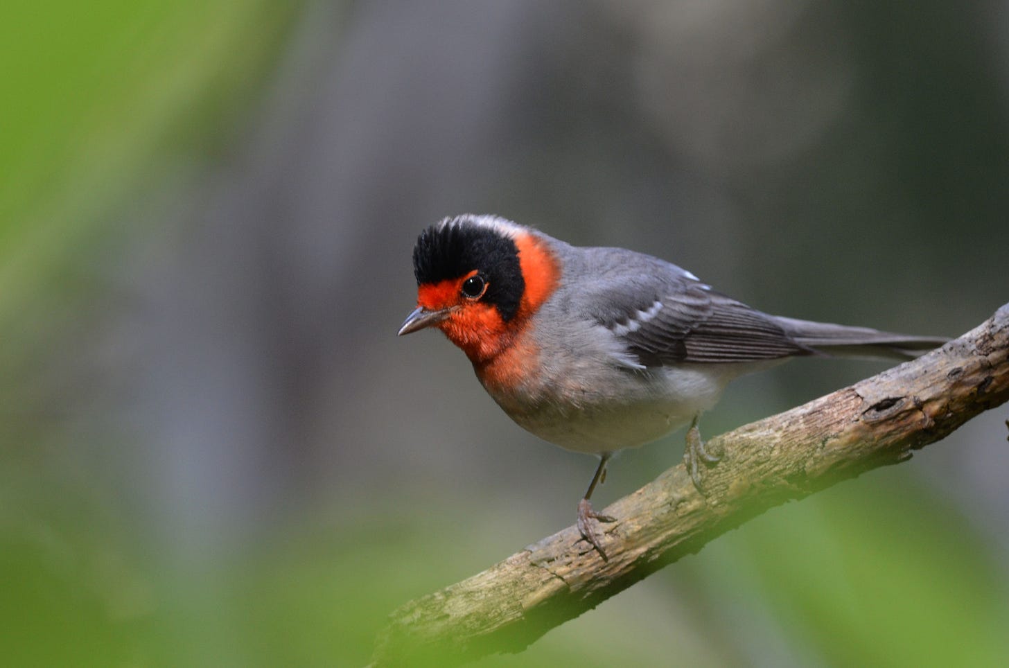 File:Chipe Cara Roja, Red Faced Warbler, Cardellina rubrifrons  (16854176538).jpg - Wikimedia Commons