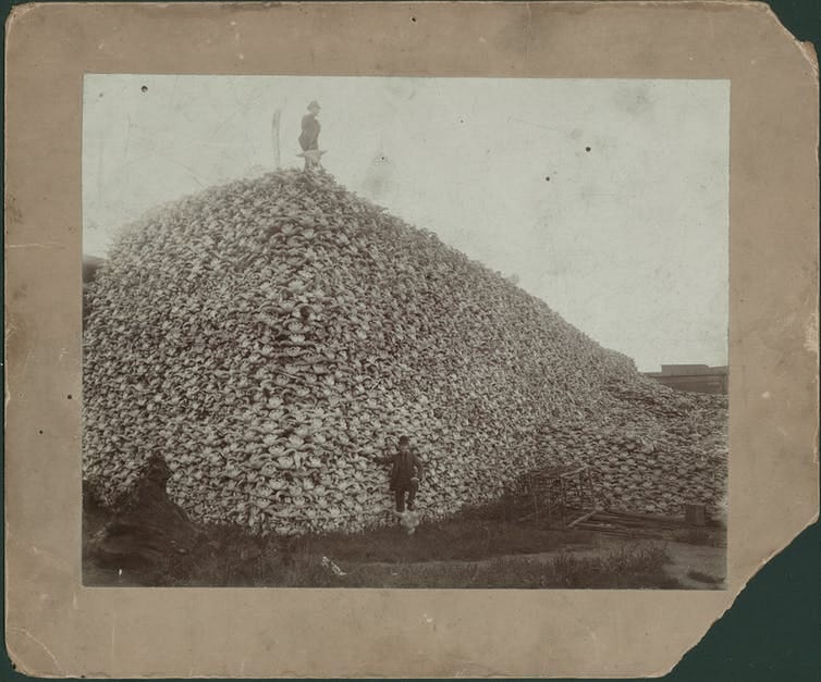 Man stands on top of enormous pile of buffalo skulls; another man stands in front of pile with his foot resting on a buffalo skull; rustic cage is at foot of pile.