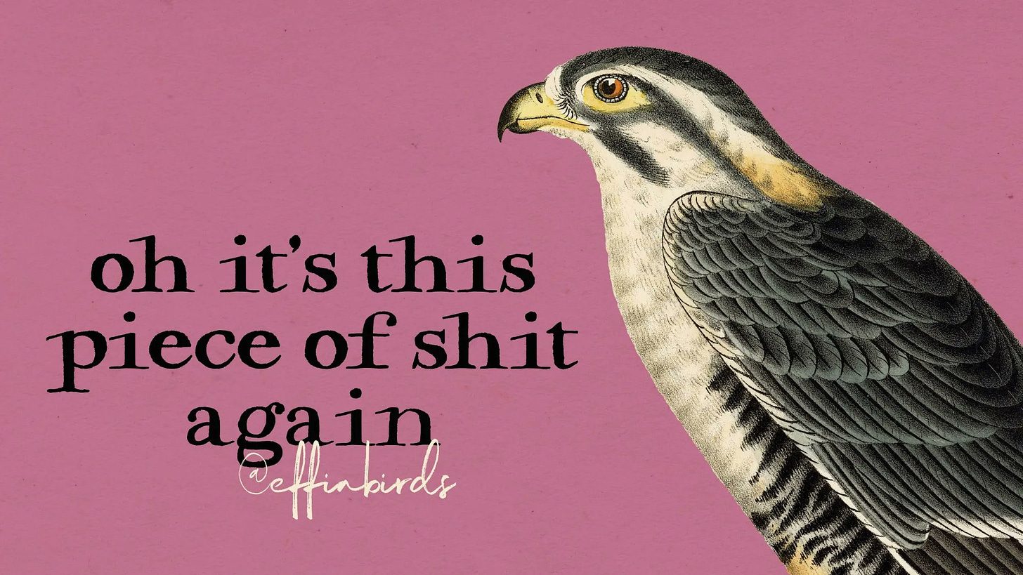A painting of a bird beside the text "oh it's this piece of shit again"
