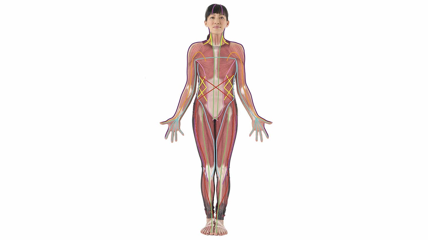 Learn About Fascia | Fascia and Your Yoga Practice