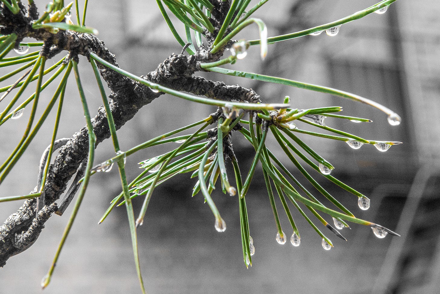 Image description: close up shot of pine needles dripping water. End image description.