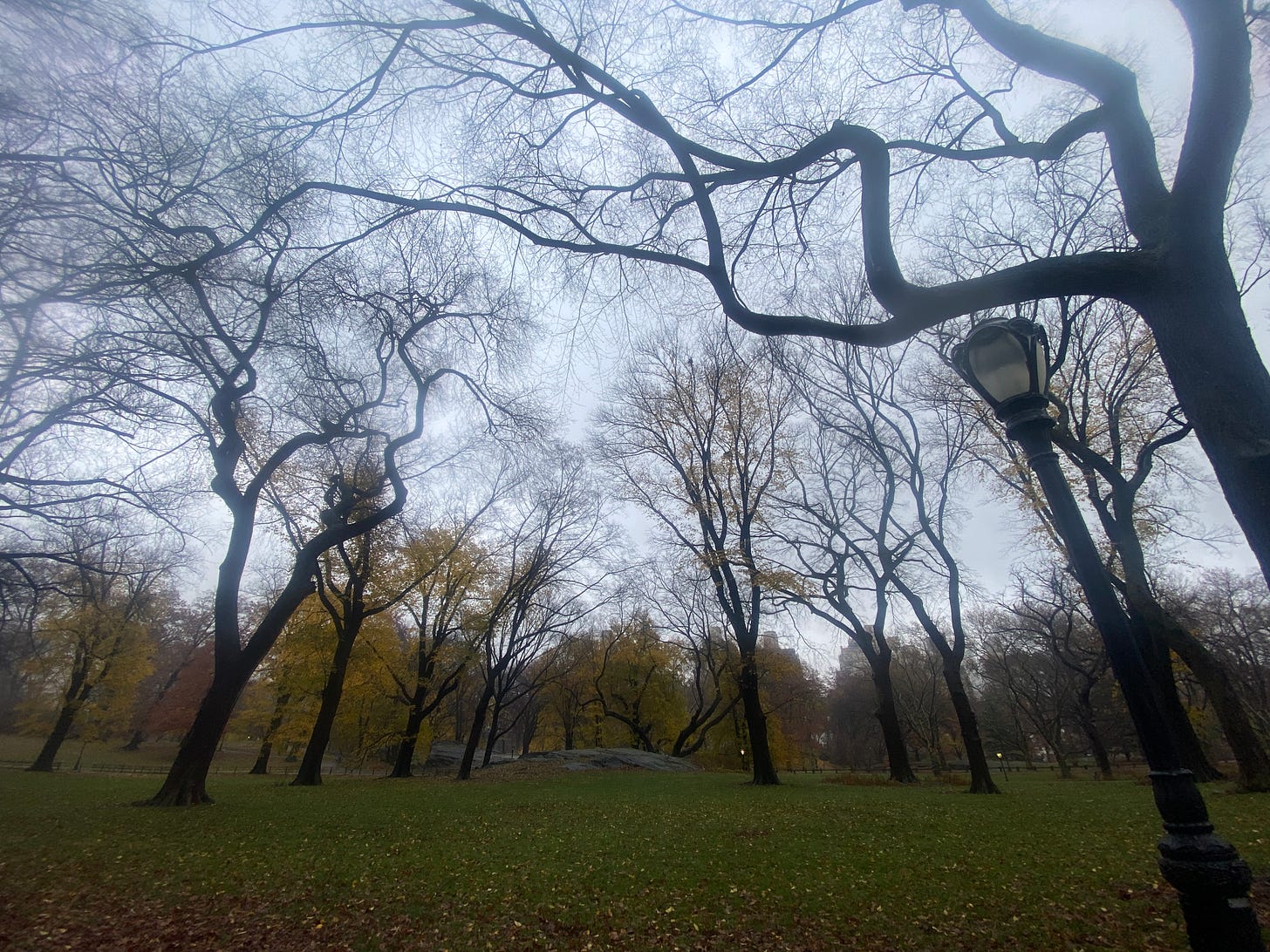 A picture of trees, some with leaves, some without, with green grass and leaves on the ground. Central Park, NY.