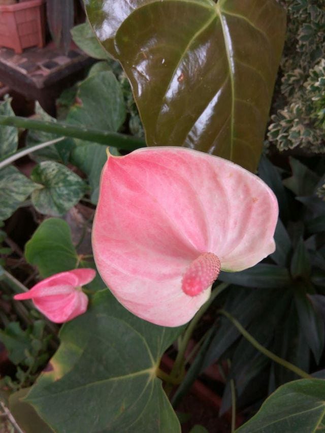 A pink flower in bloom.
