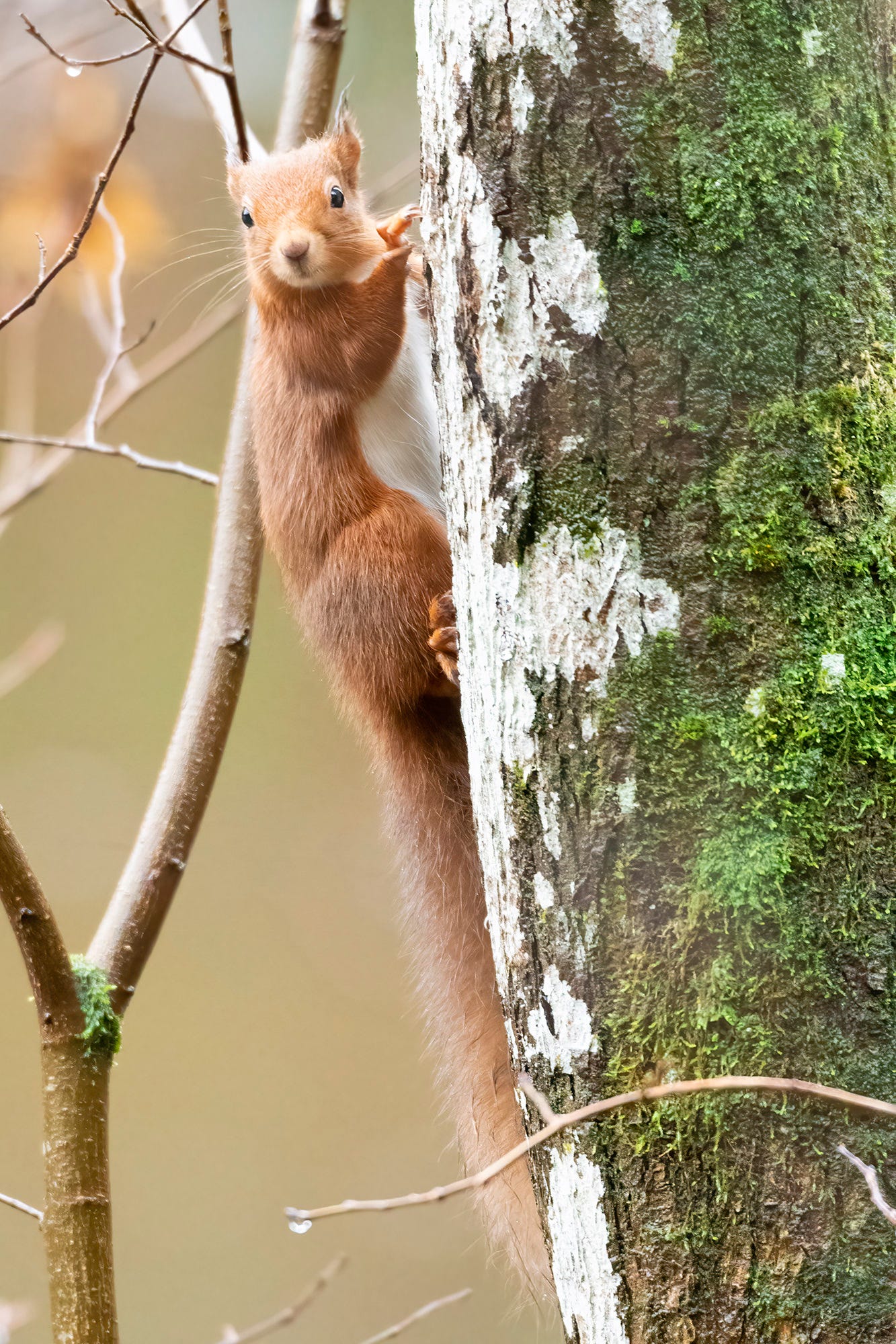 Photo of a red squirrel clinging to a tree trunk