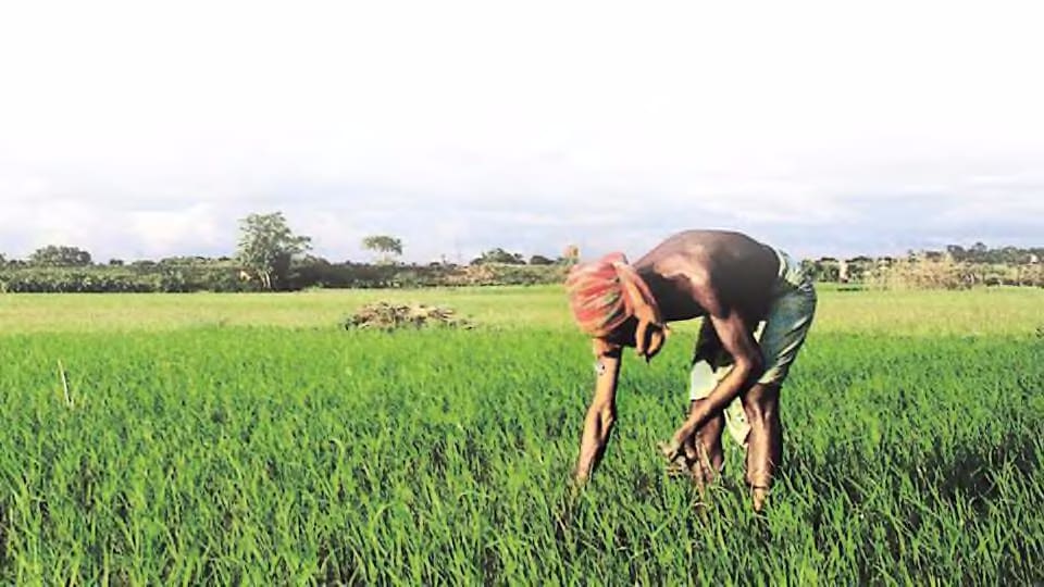 Subsidies may be a hidden culprit in India's farm crisis - india news -  Hindustan Times