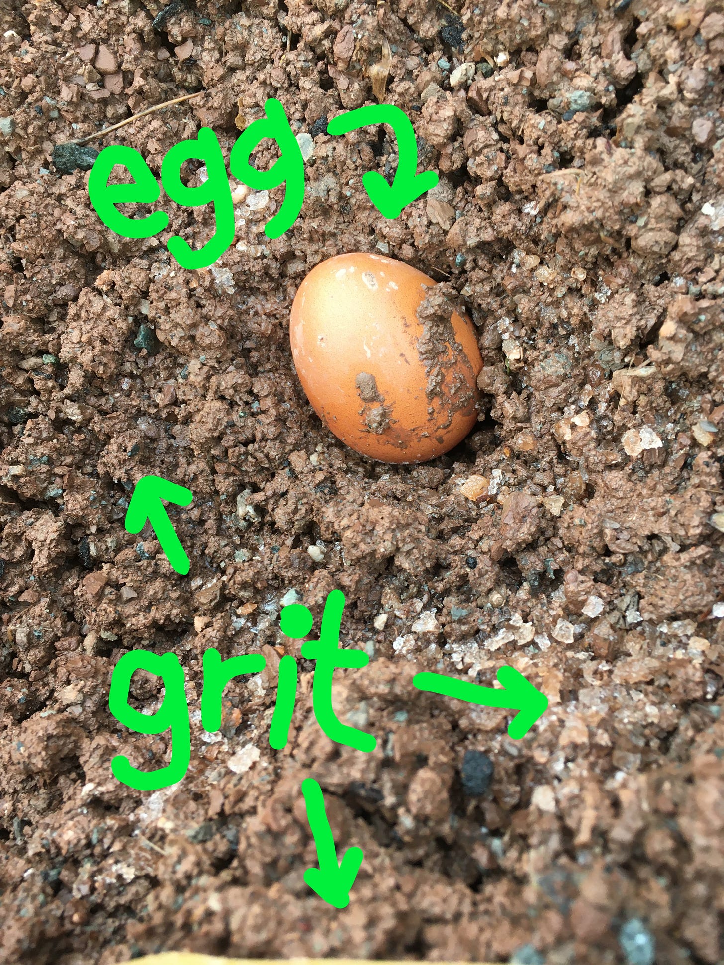 annotated photo of an egg in some grit