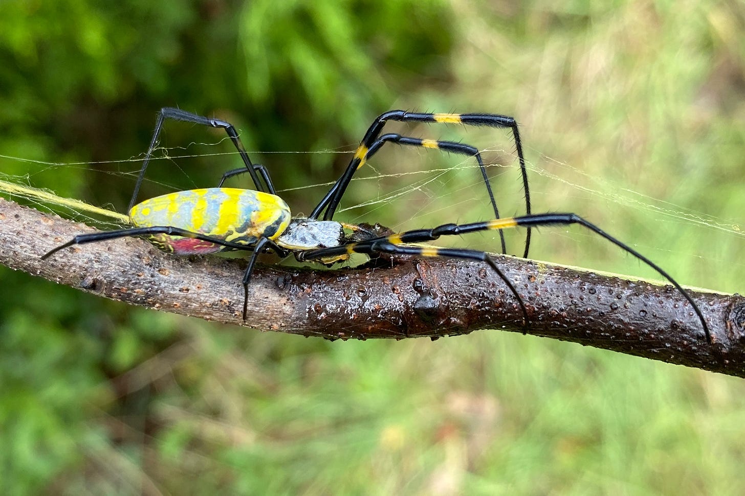 Ballooning' Jorō spiders expected to make way to New England | WGN-TV