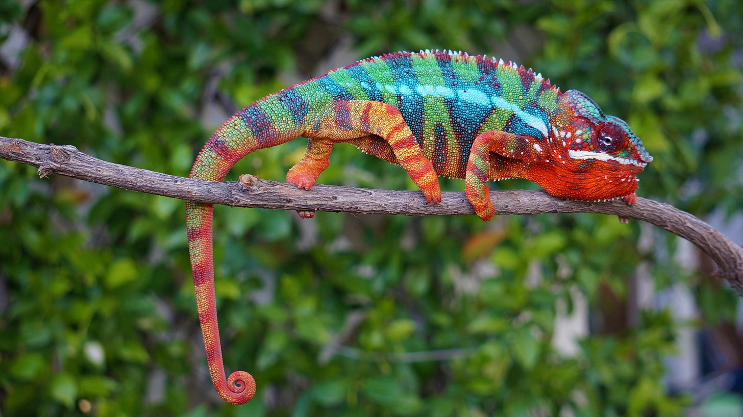 Chapter 1: Choosing Your Panther Chameleon - Chameleon Academy