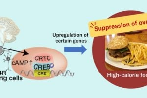 Diagram explaining the gene-brain connection in overeating