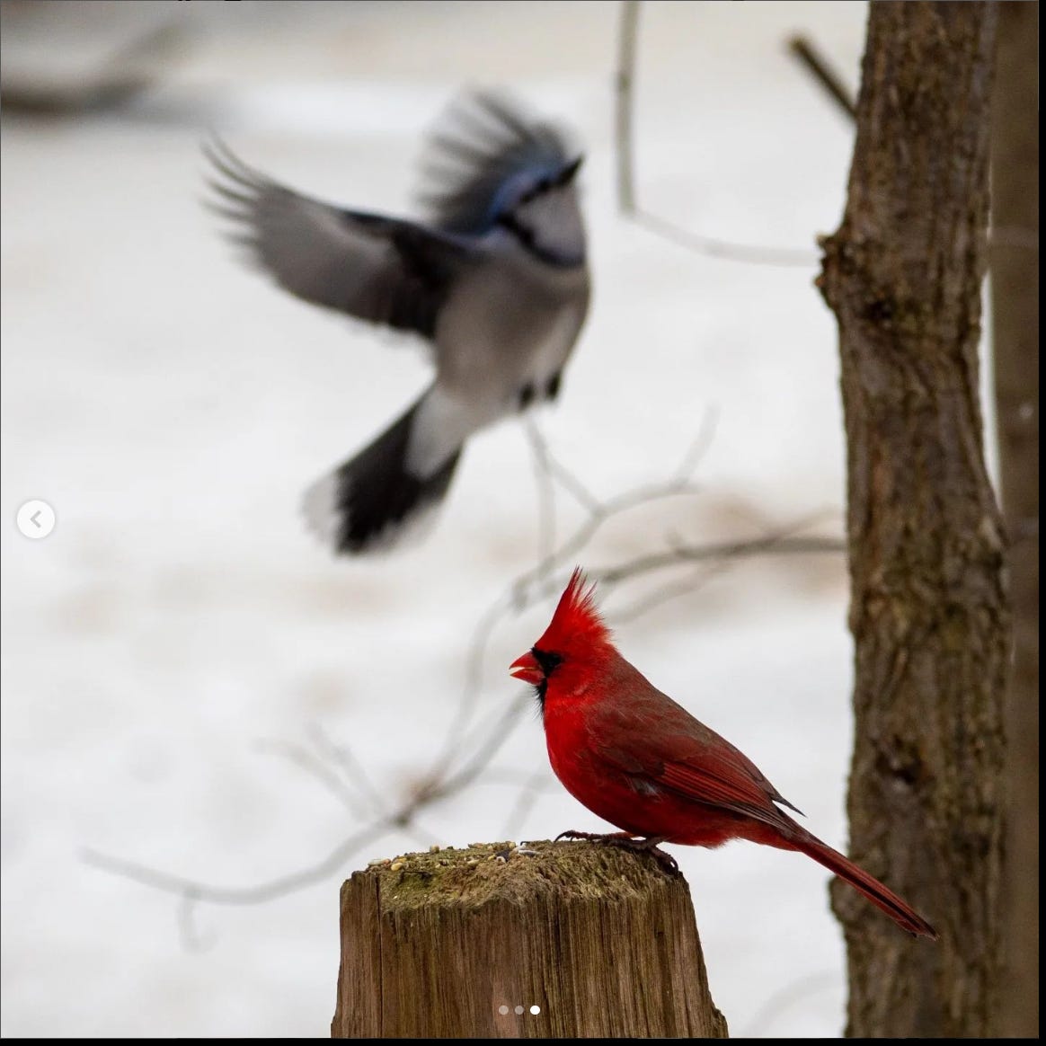 A red male northern cardinal perches in profile while a blue jay swoops in, blurred in the background
