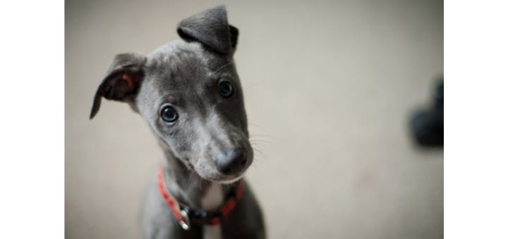 stock photo of puppy with perked up ears