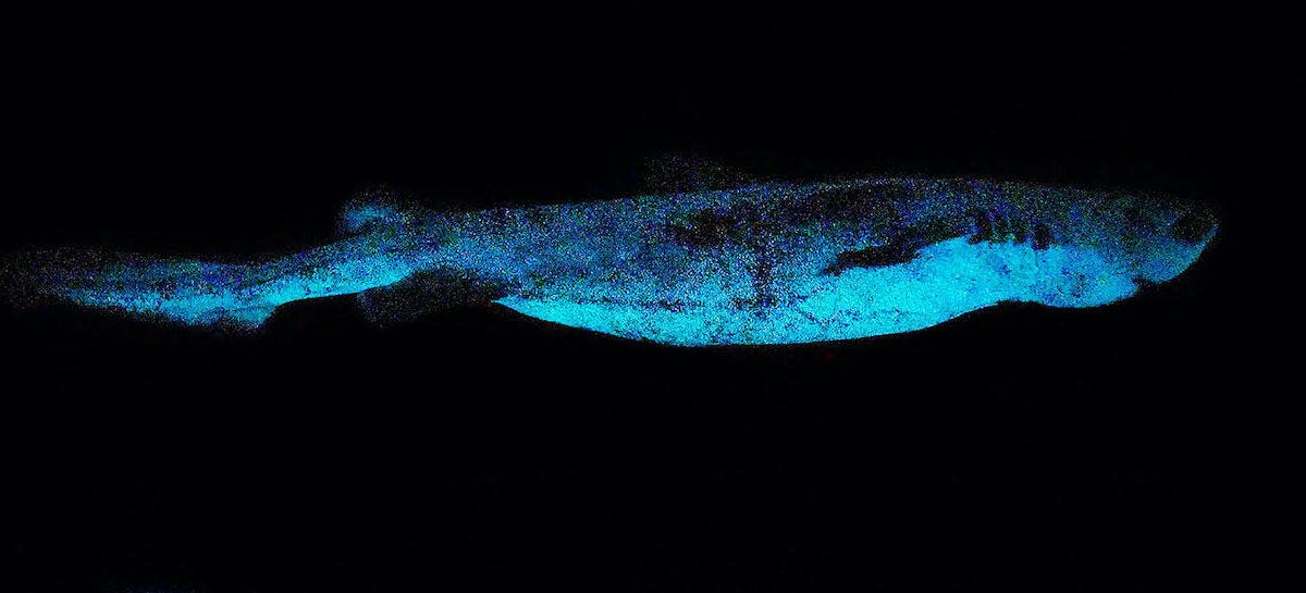 A blue-glowing shark