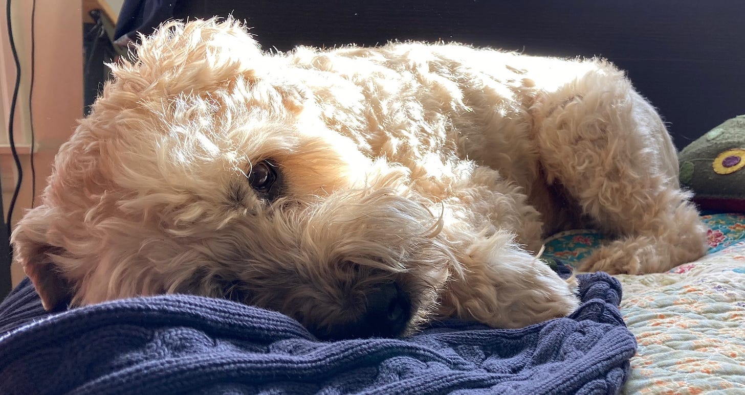A white dog with his eyes open, laying in a sunbeam on a quilt and blue sweater.