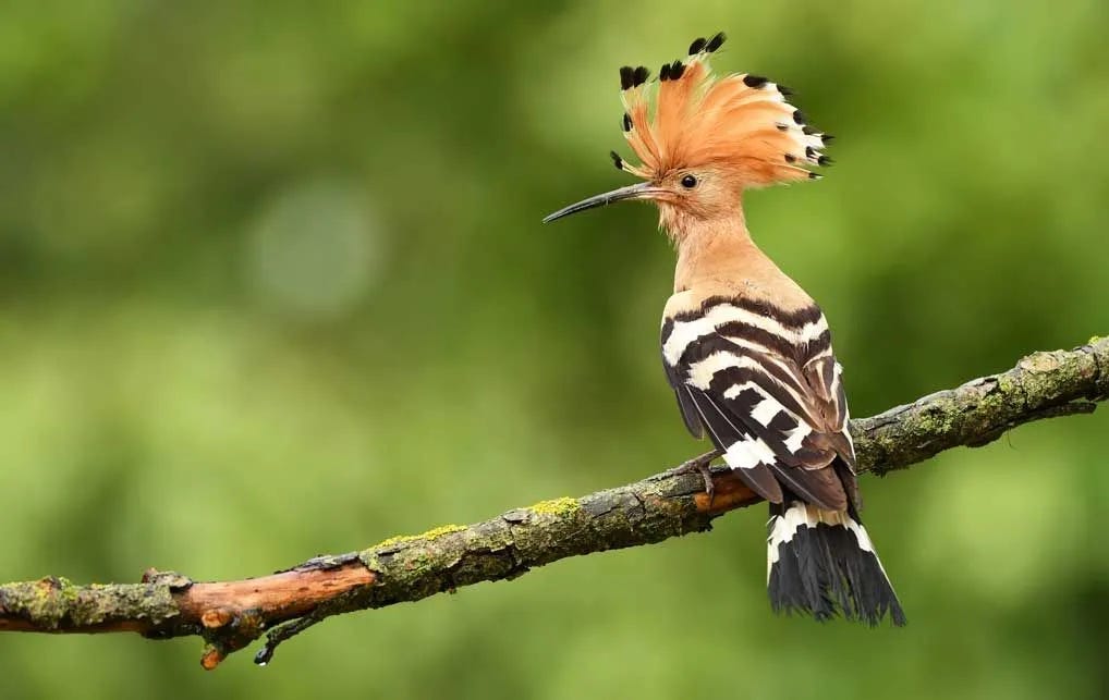 Fun Eurasian Hoopoe Facts For Kids | Kidadl