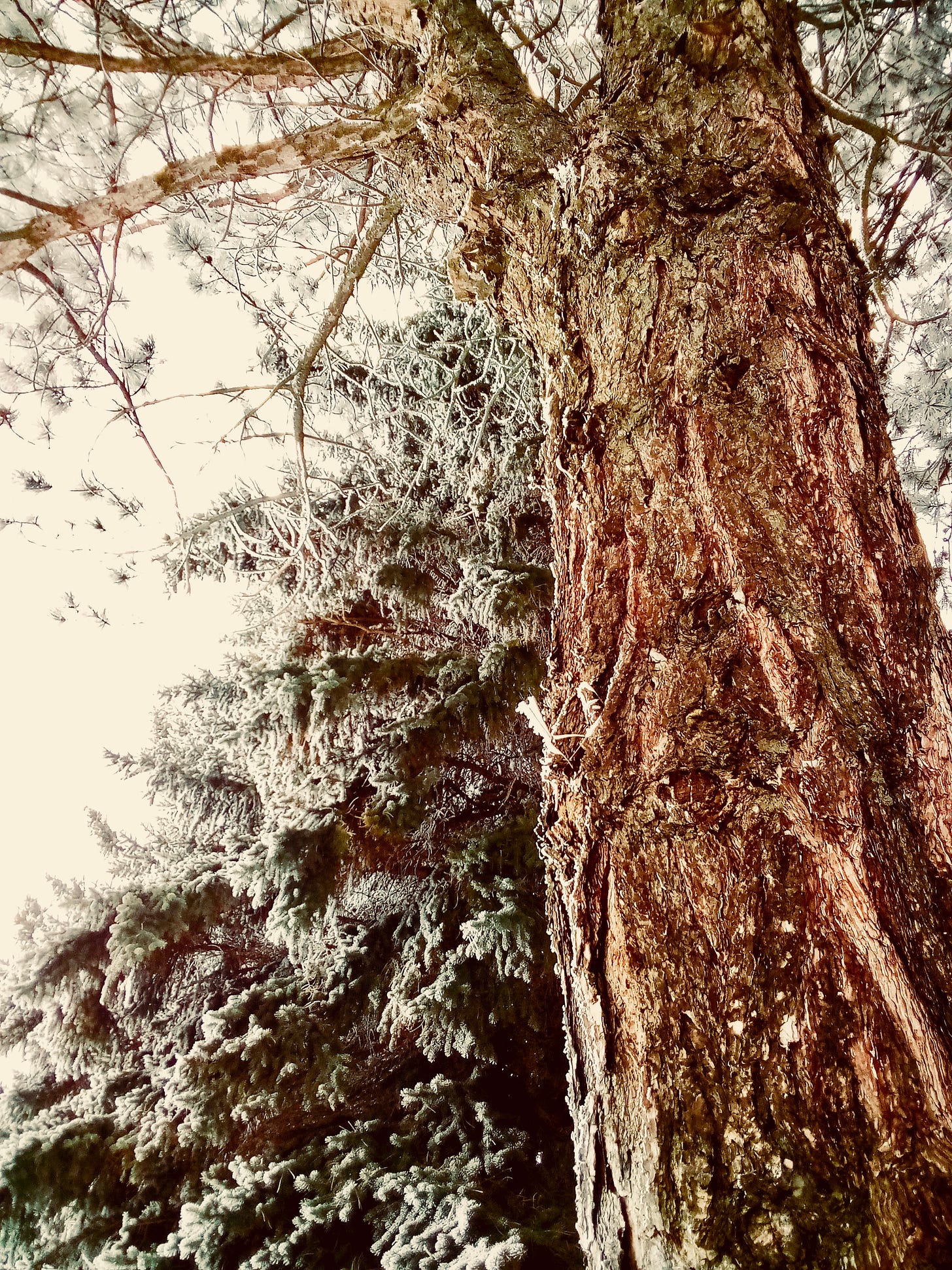 A large pine tree trunk and its frosted branches