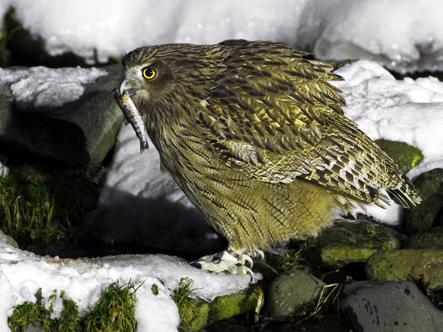 Blakiston's Fish-Owl - eBird