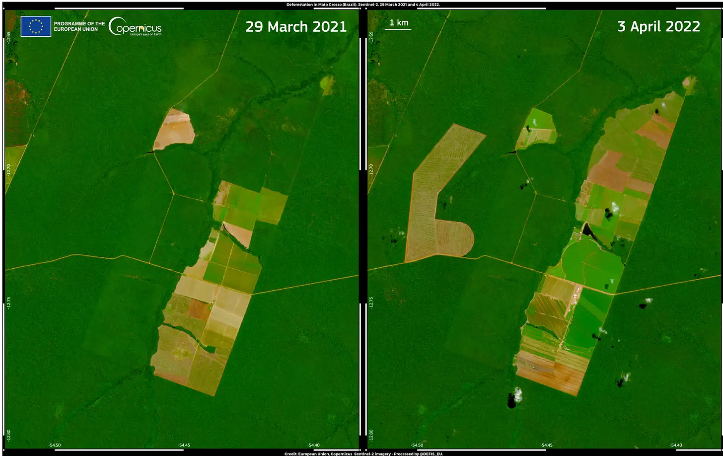 A pair of satellite images of the same area of the Brazilian Amazon in March 2021 and April 2022, showing a cleared area (clearly visible as straight-edged light green areas against the darker green of the forest) nearly doubling in size between the two pictures.