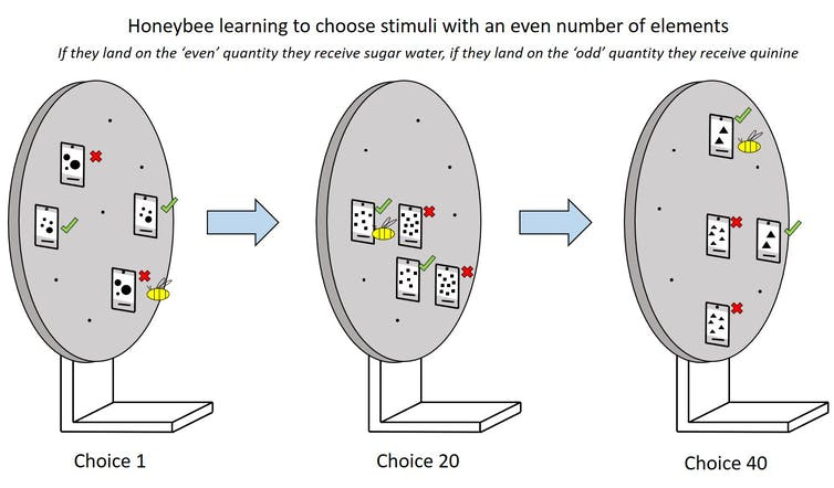 Image shows a schematic of a honeybee being shown an array of odd vs. even quantities on a circular screen in three different trials.